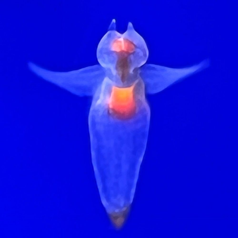 M.Yamashina