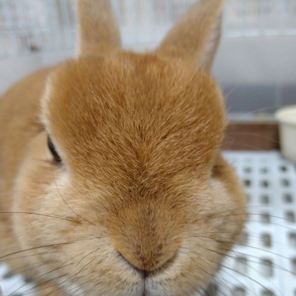 🐇プチラパン🐇