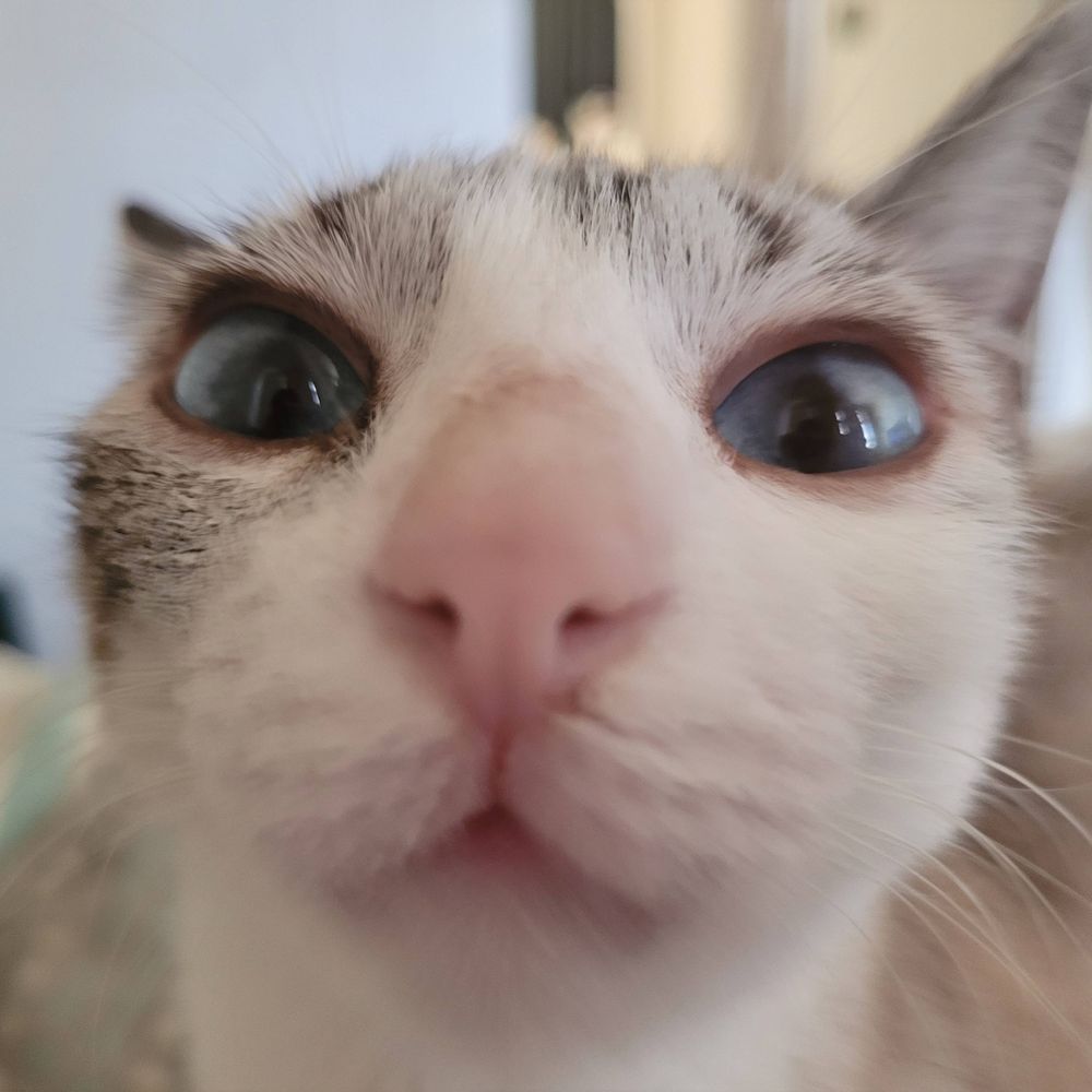 Sá