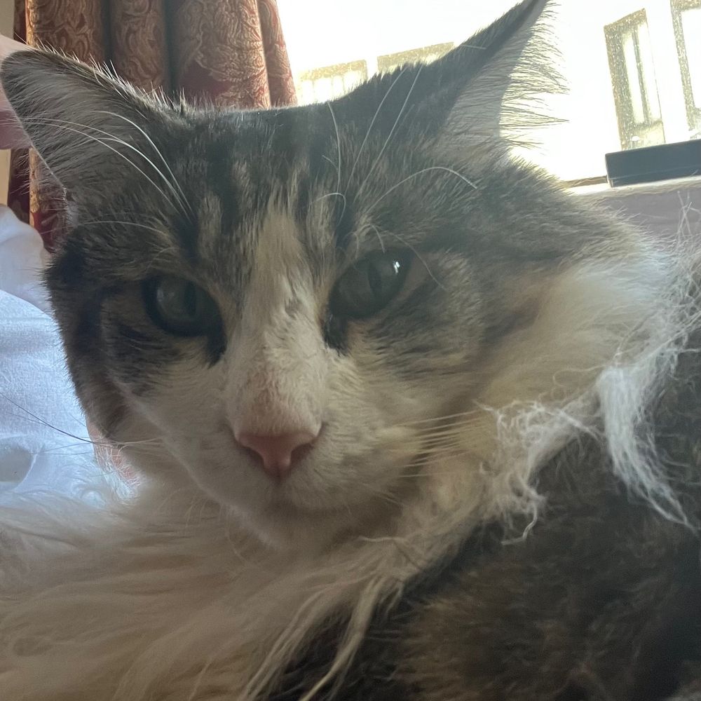 Meowlnir