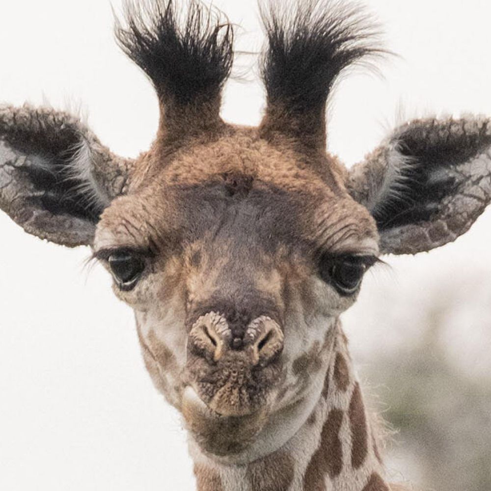 Peculiar Giraffe