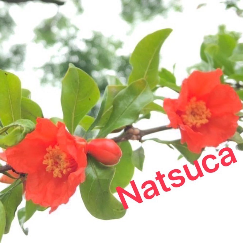 natsuca 賀京暑火