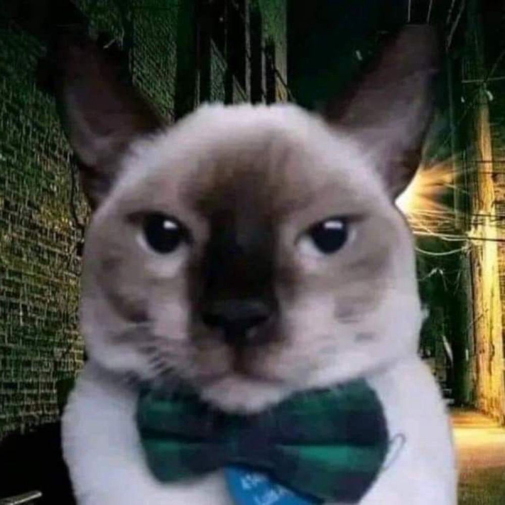Meme Cat