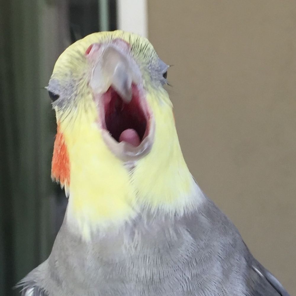 stecker the molotov cockatiel