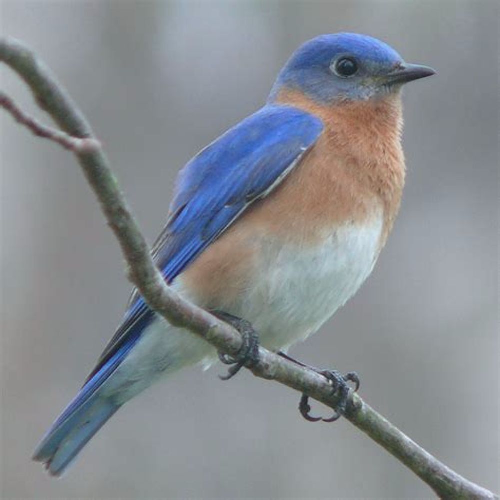 Profile picture bluebirdalert.bsky.social