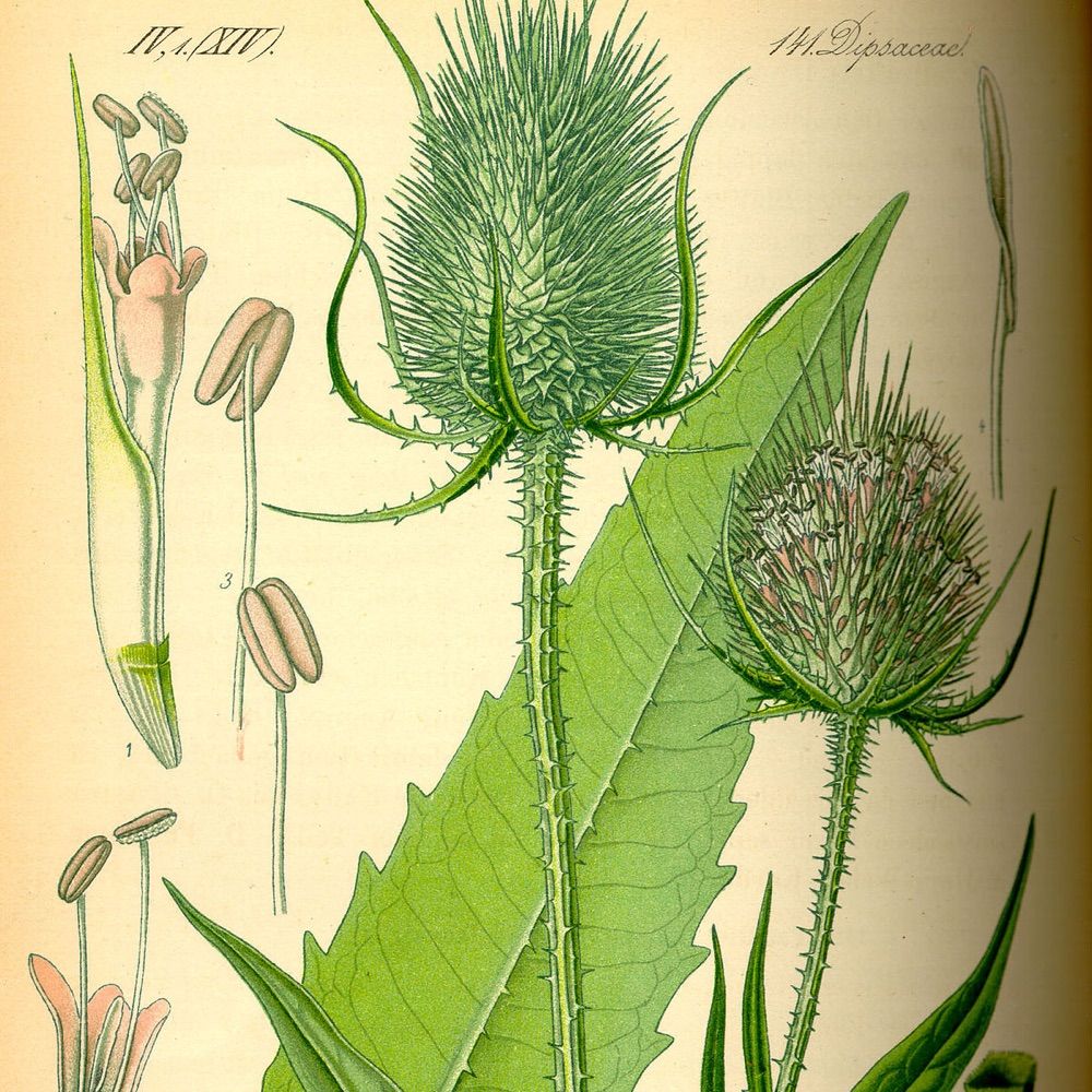 Dipsacus