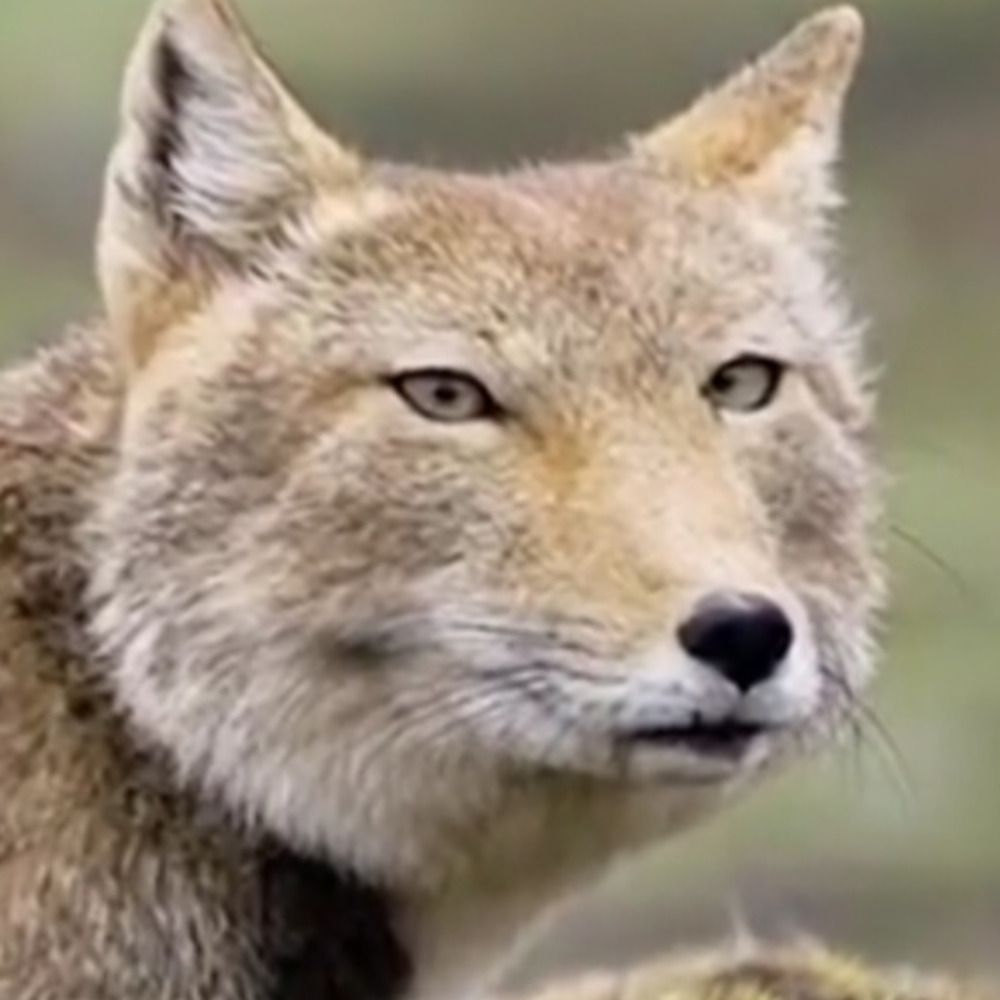 Midnight Fox