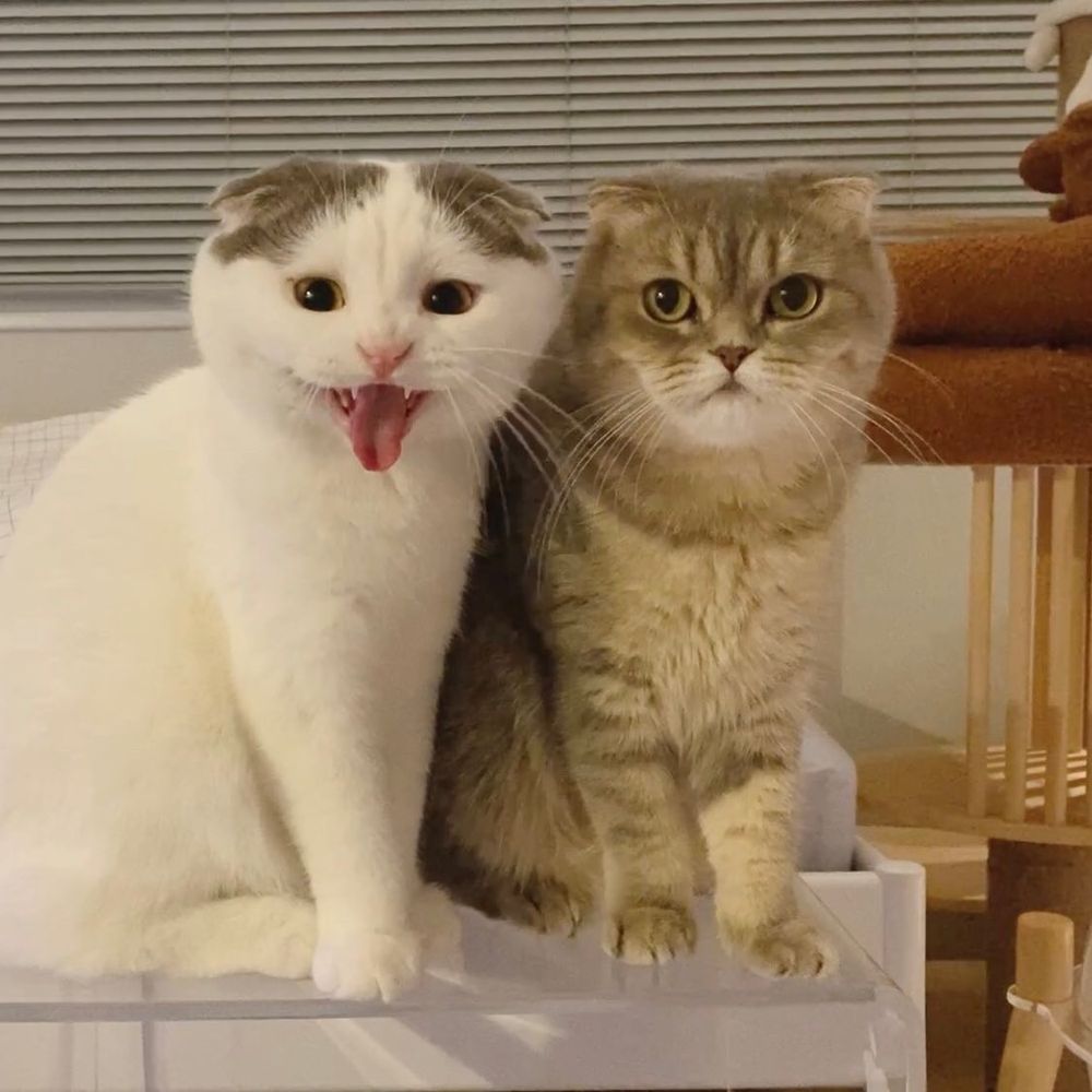 ヽ（´∀｀）ノ