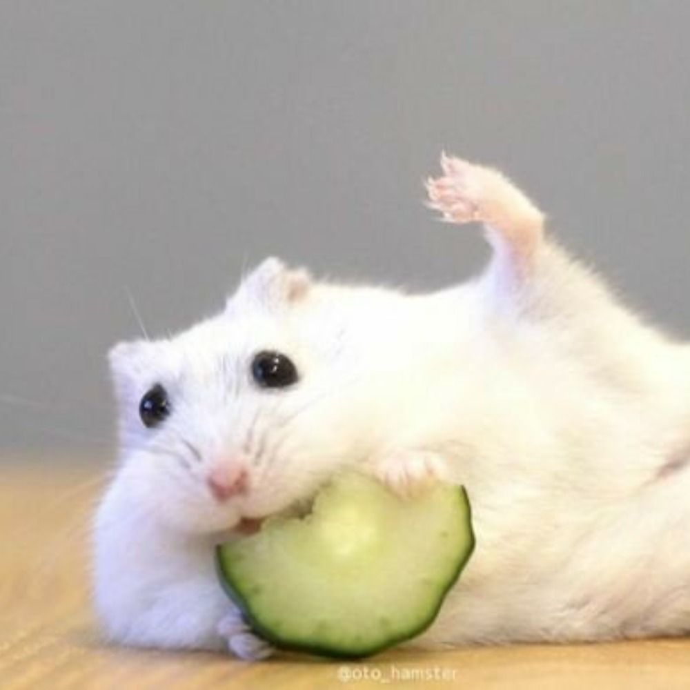 곰주