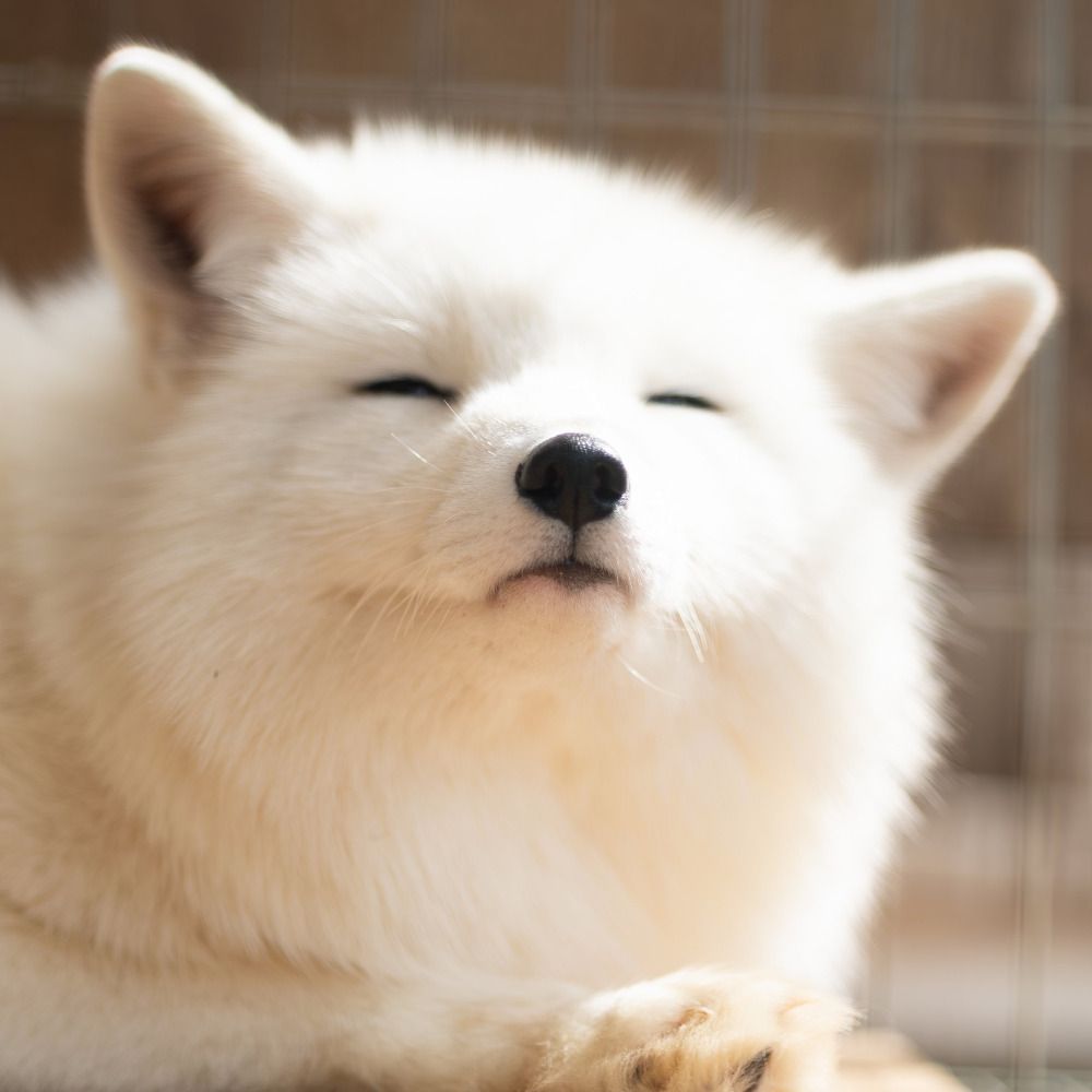 Floofers