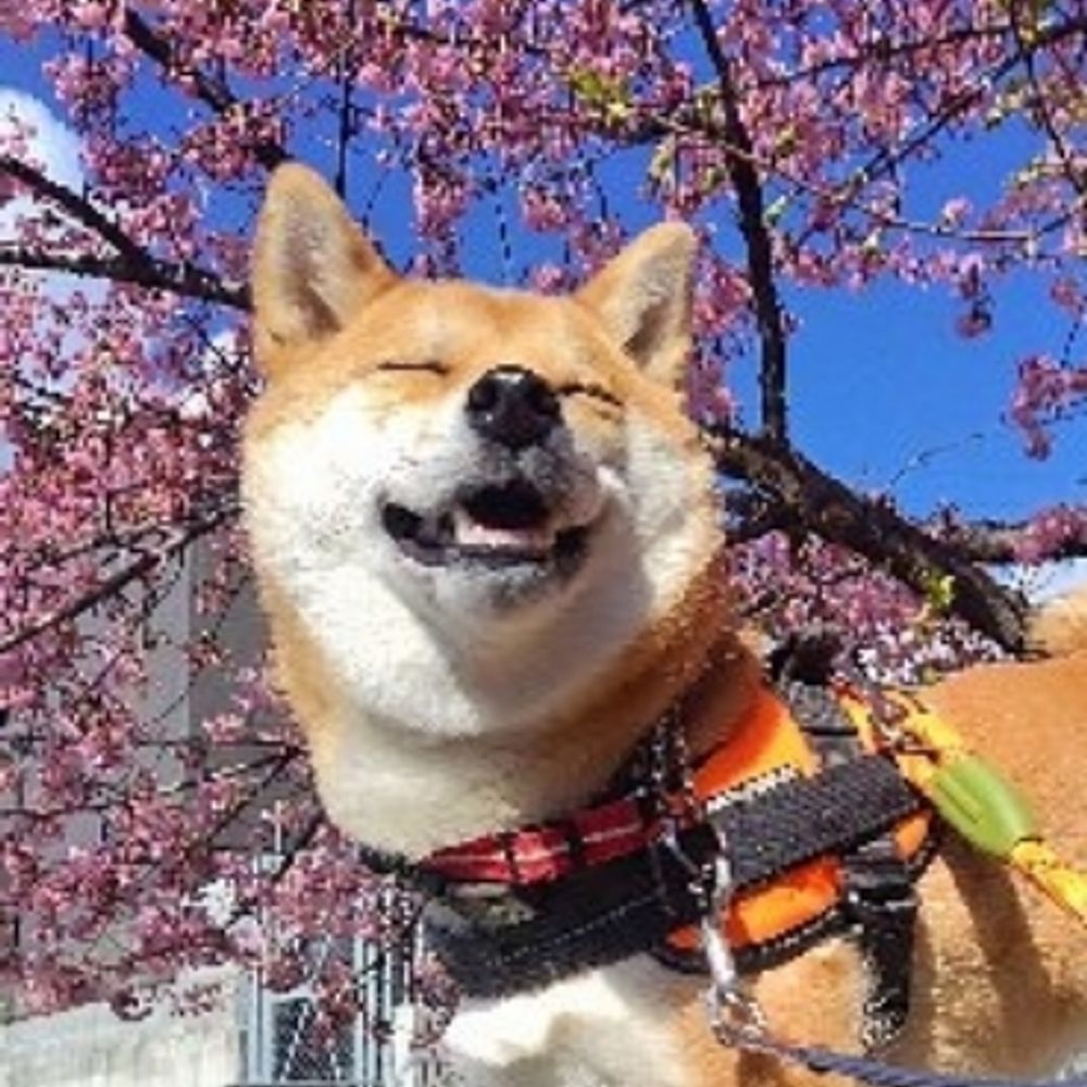 yushipapa