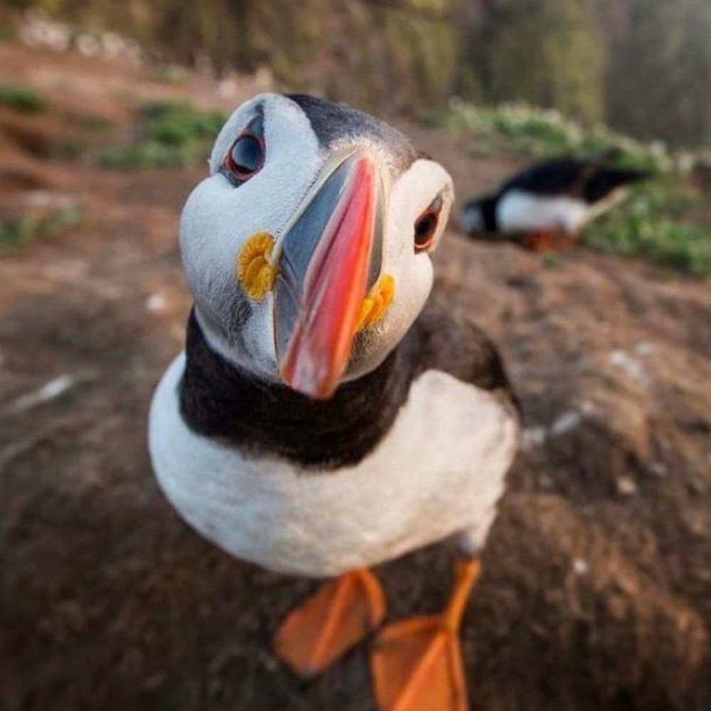 Icelynn Puffin