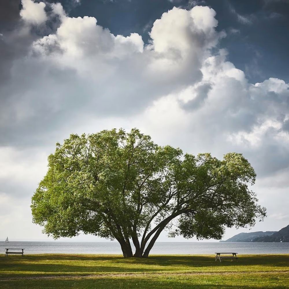 Nova Tree