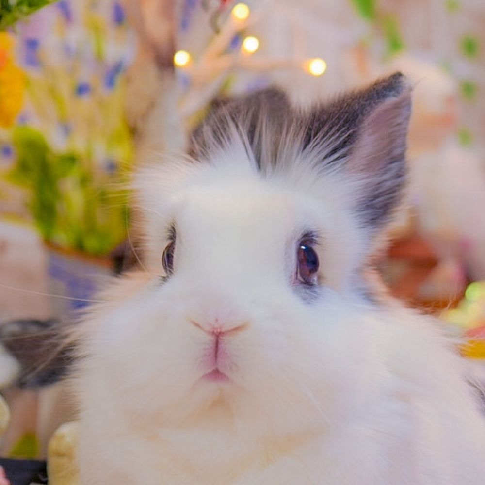 ラプ&ちょび🐰