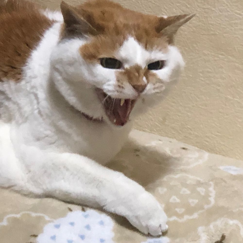 ドドンゴドラペリ