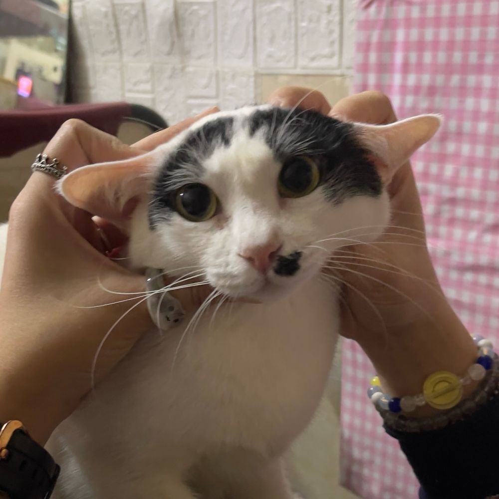 CAT ME FIVE