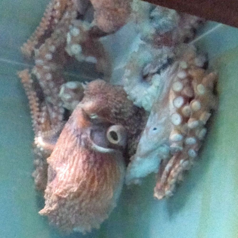 びん太