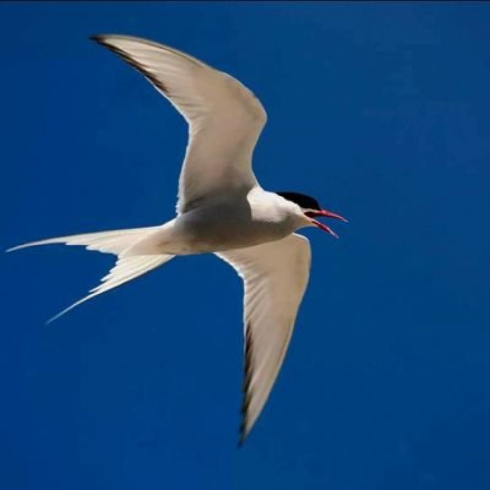 tern's avatar