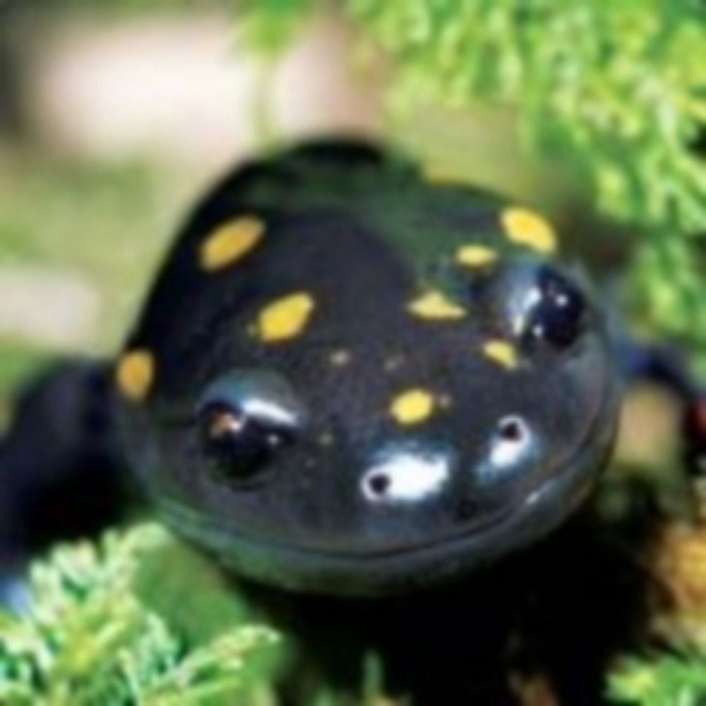 FeltSalamander