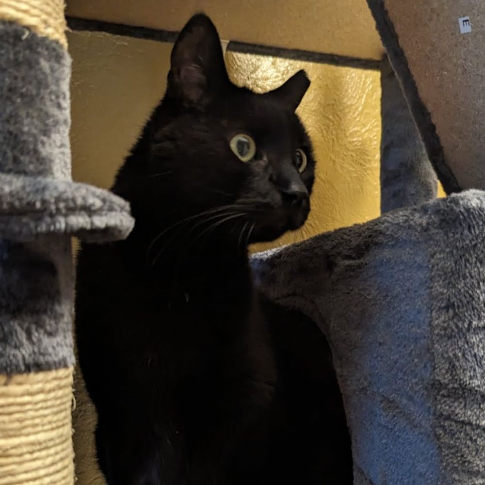 Mortimus