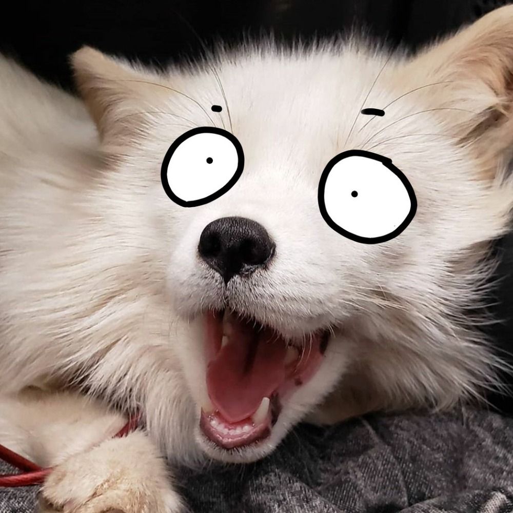 Rowan the Fox