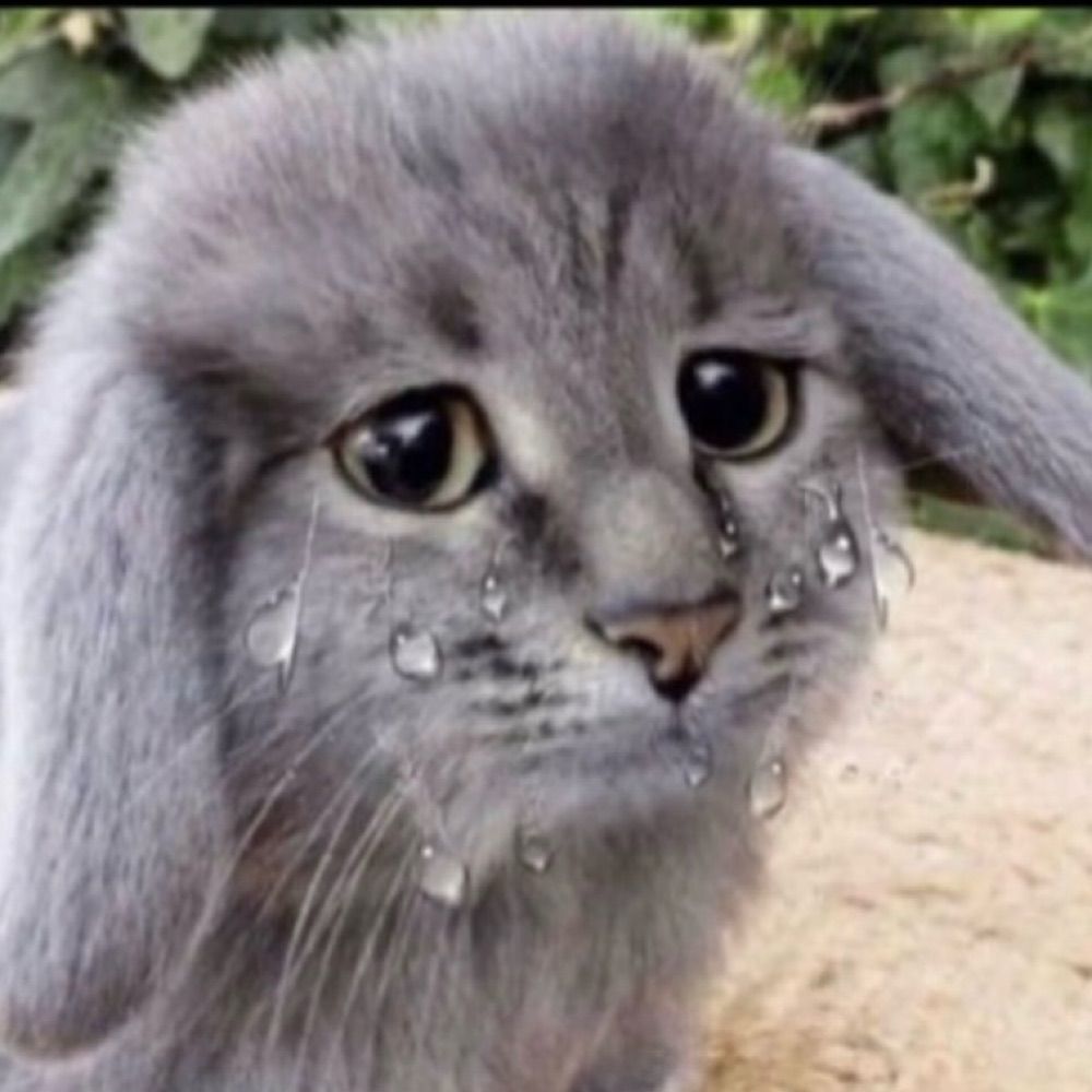 miserable cabbit