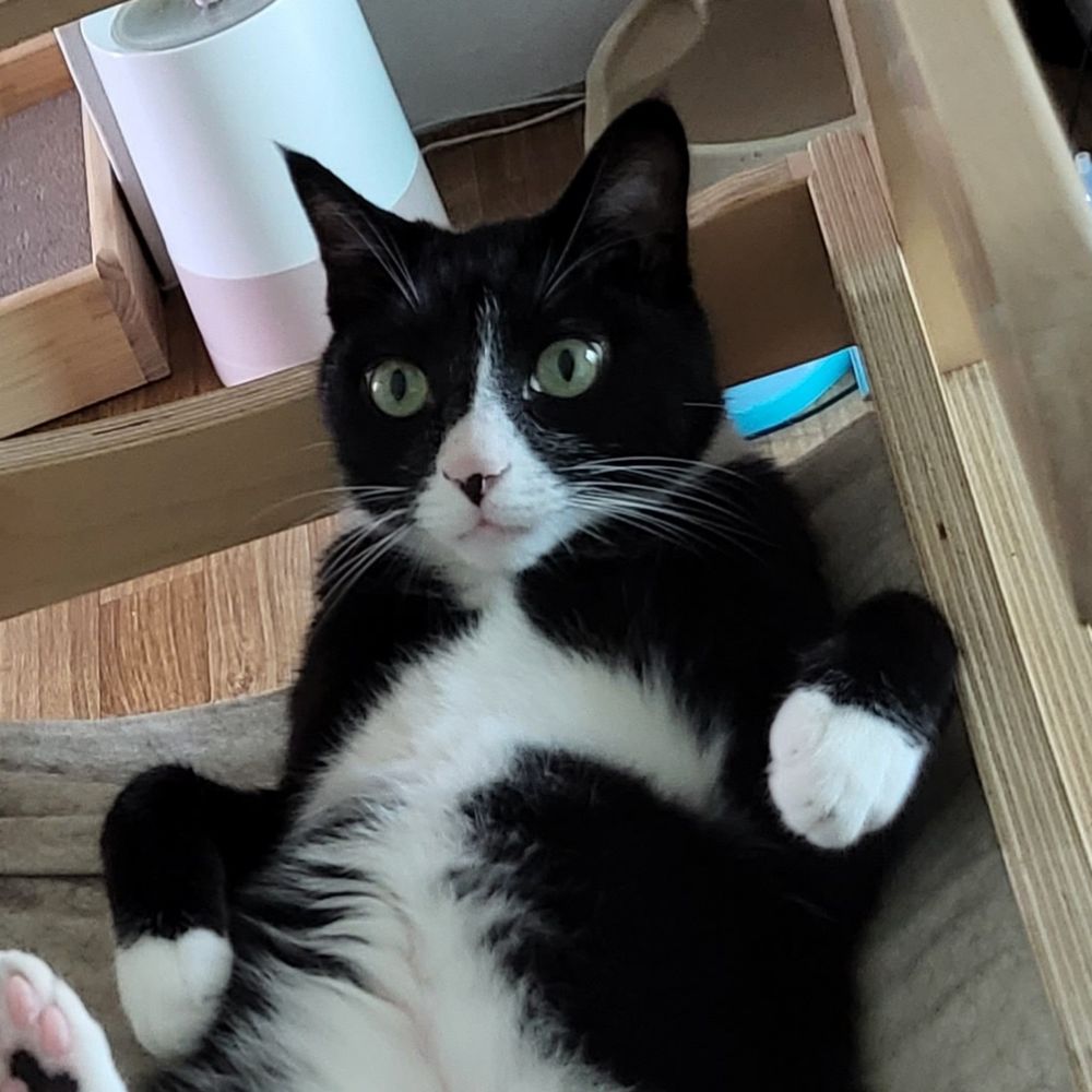 애옹레옹네