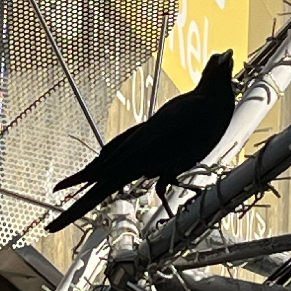 0🐦‍⬛