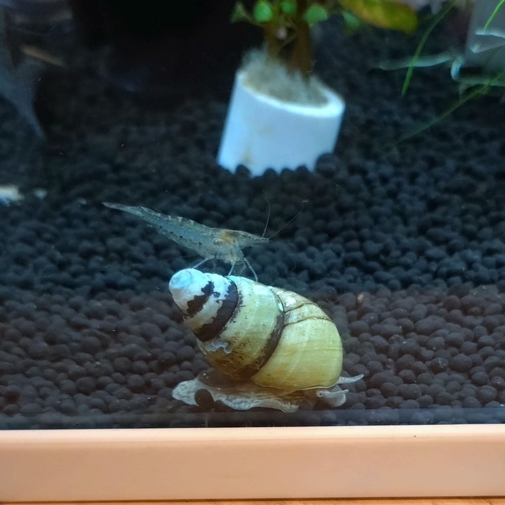 🦥くぅ