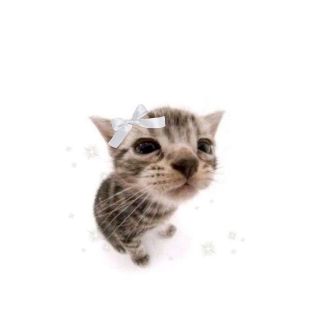 Lala🐈‍⬛