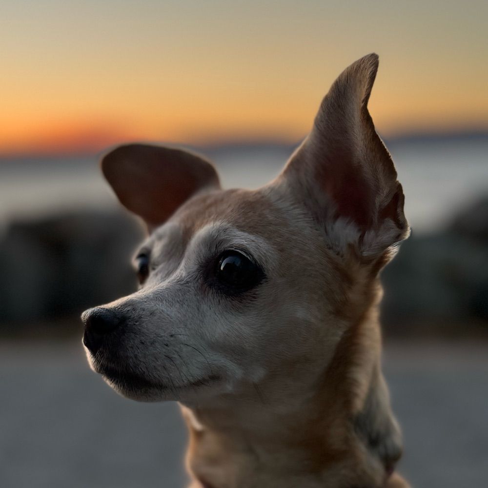 squiggs - the doggie