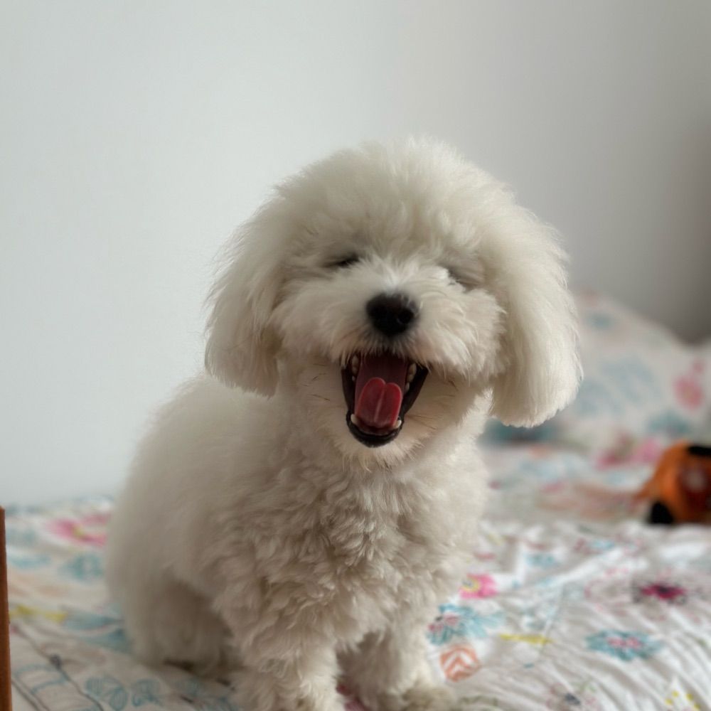 Kimi