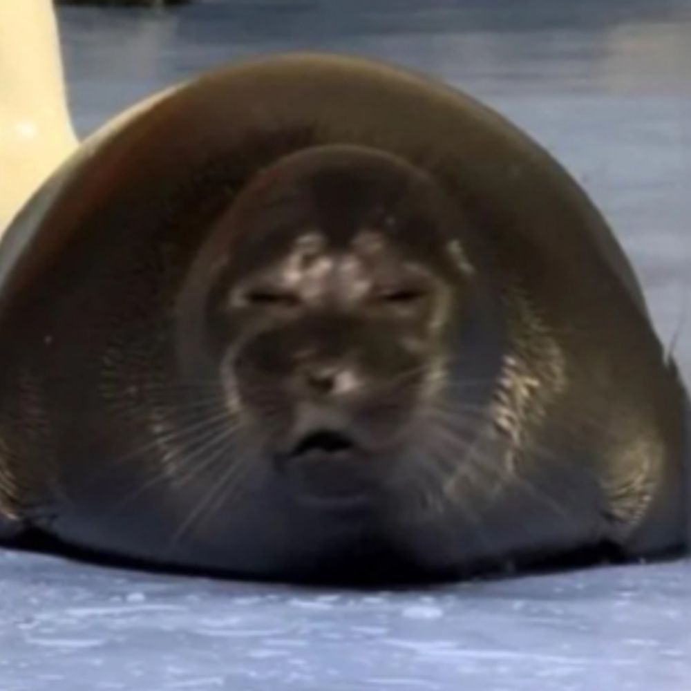 eepy