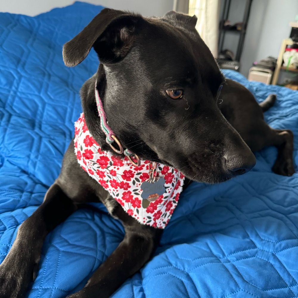 CallieGirl