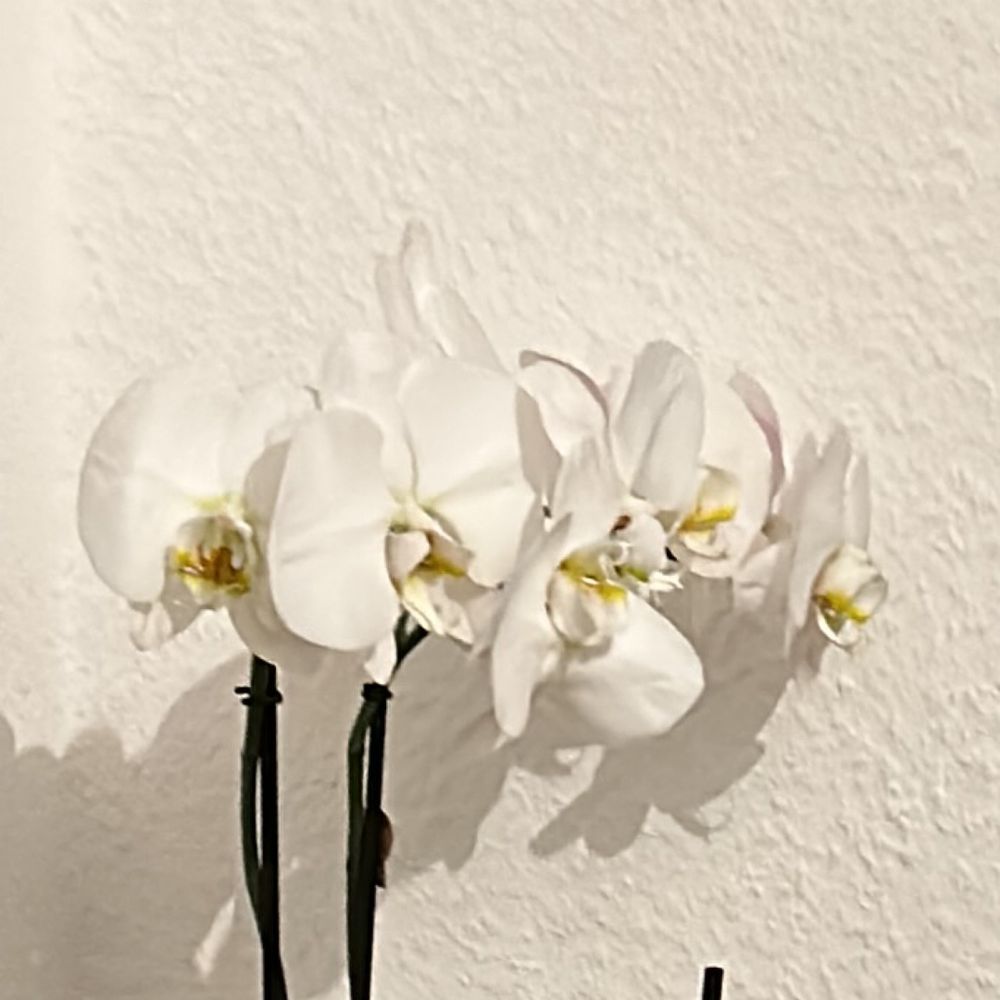 Weiße Orchidee