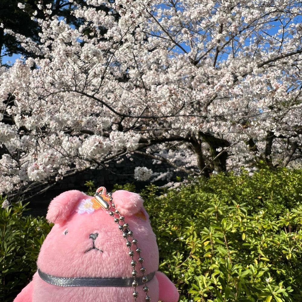 麻衣🌸桜は推しの概念