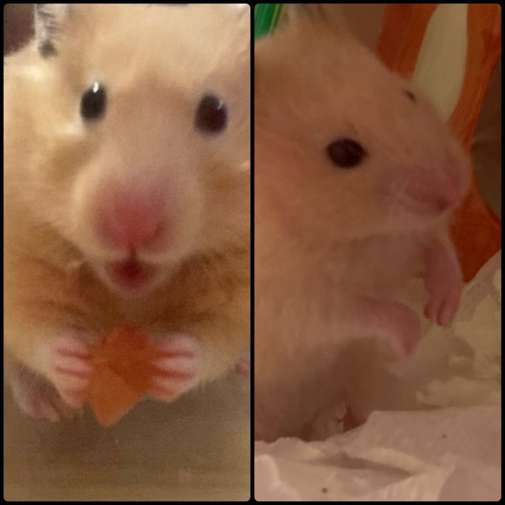 かおりん🐹