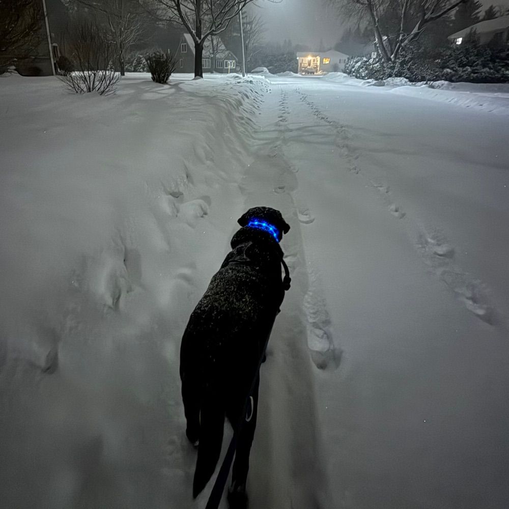 Charley, Ed’s dog-mom
