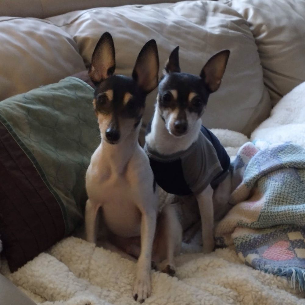 TroubledTerriers