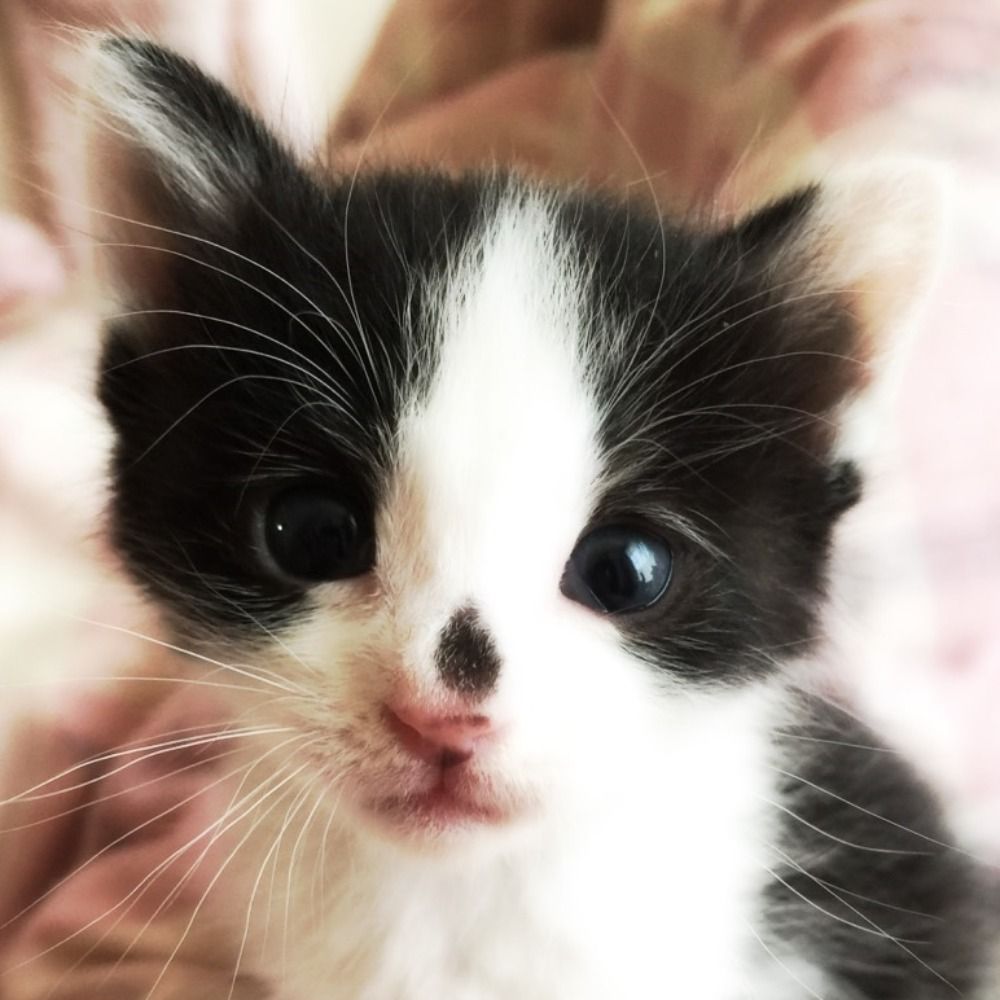ドキコ
