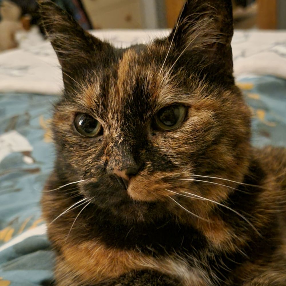 ScotsCat