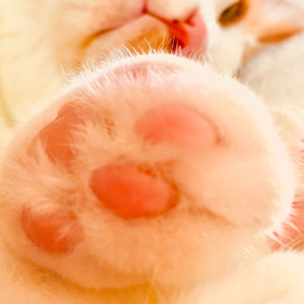 たまお