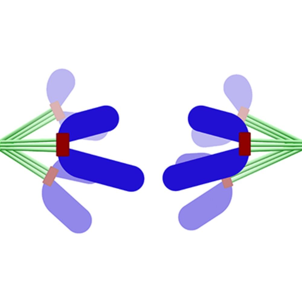 Mitosis Lab