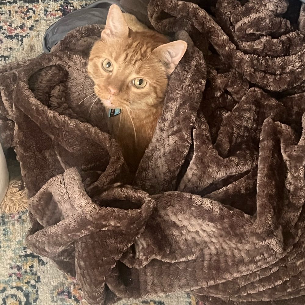 OrangeCatThoughts