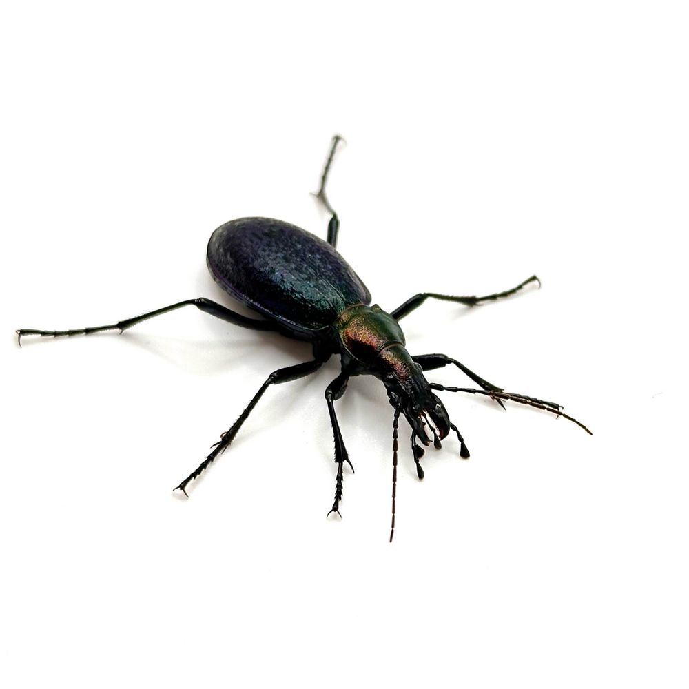 VIRIDIS
