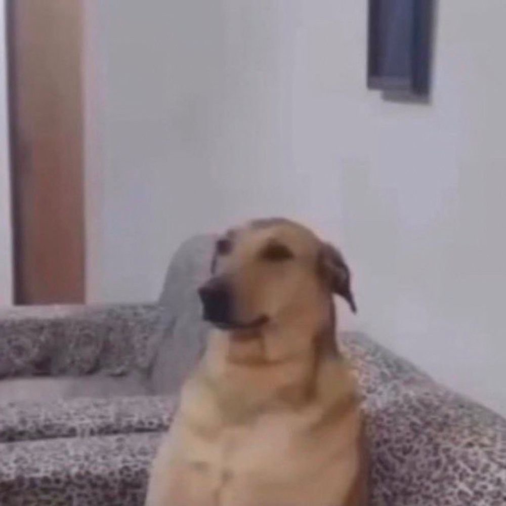 cachorro sorvete 