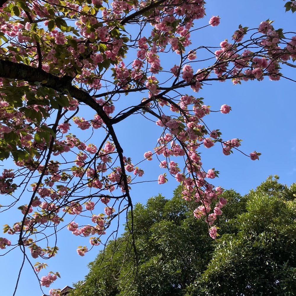 さとる