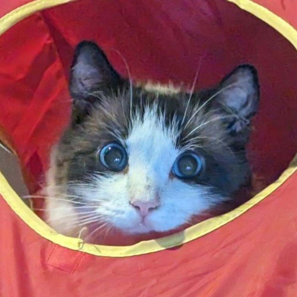 adopter of little guys