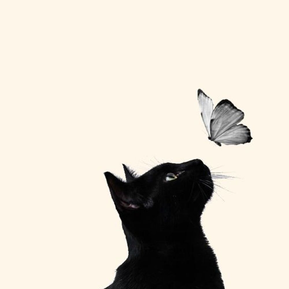 Shirokki™ ☃️✨