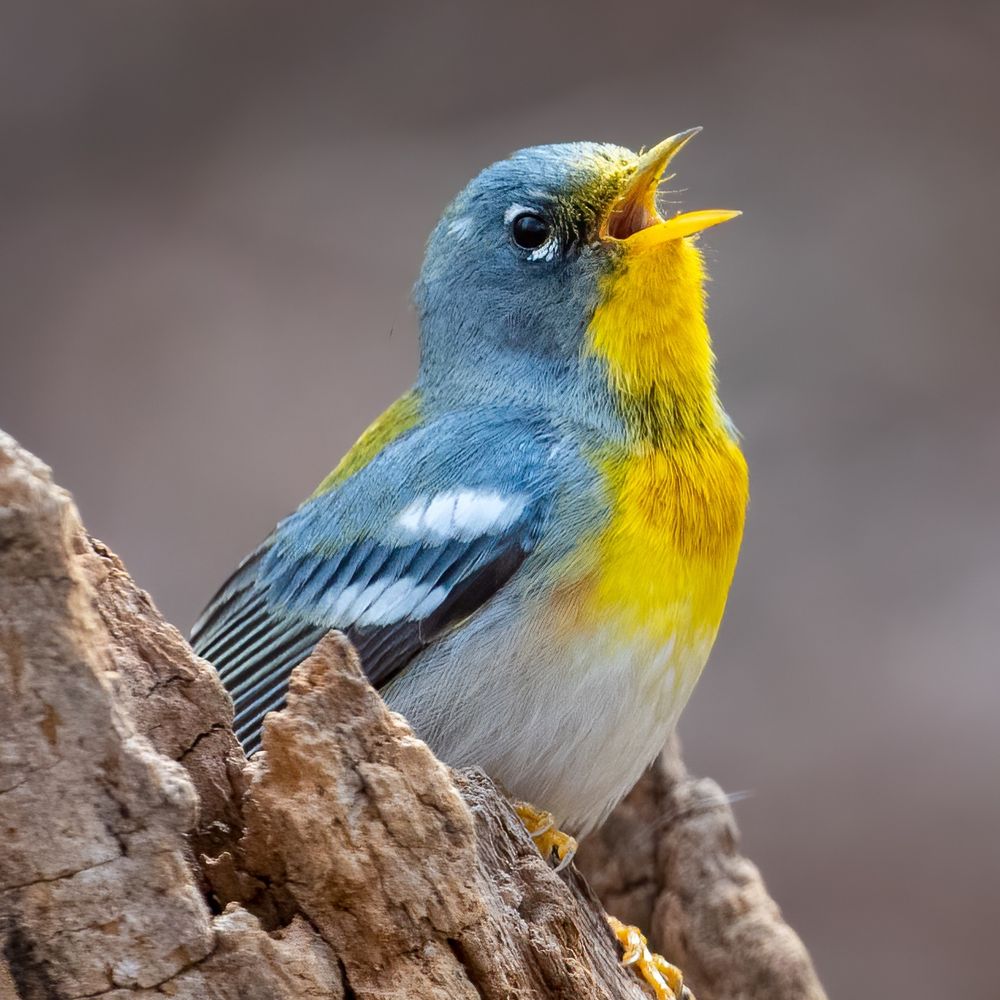 Hub-bird